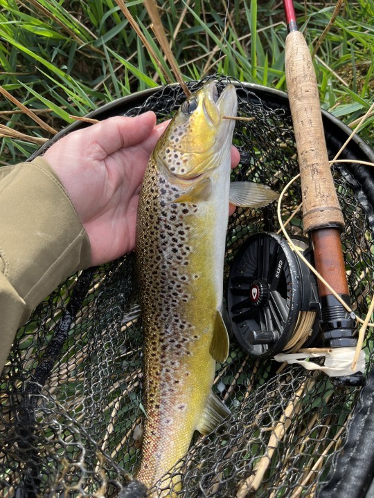 Dinas trout - Dan Cristian Oprea